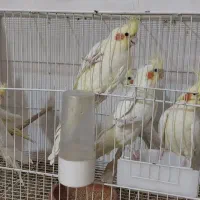 جفت مولد عروس هلندی