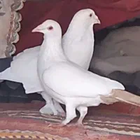 کبوتر دم سیاه دم زرد