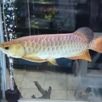 آروانا گلدن هایبک بلوبیس 40cm