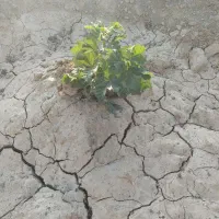 فروش-زمین-باغ-شهری