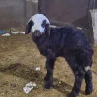 بره شیری افشاری هترو|حیوانات مزرعه|آبسرد, |دیوار