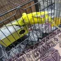 مرغ عشق|پرنده|بن, |دیوار