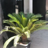 سیکاس ۴ ساله فقط ۳/۵۰۰