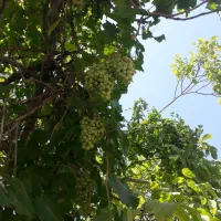 غوره آبگیری و غوره عسکری