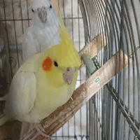 عروس هلندی