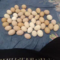 تخم مرغ محلی