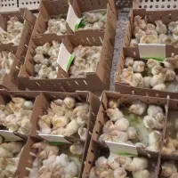 پخش جوجه بوقلمون گوشتی بیوتی ۶ فروشگاه آرشیدا