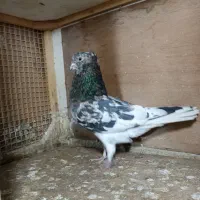 کبوتر مایه رودهن