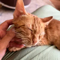 واگذاری بچه گربه نارنجی DSH
