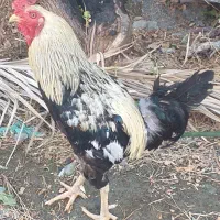فروش خروس چابهاری اصل