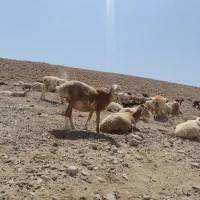 یک جفت میش چینی جوان