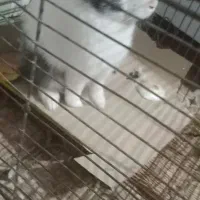 خرگوش