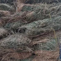 یونجه|عمده‌فروشی|چالدران, |دیوار