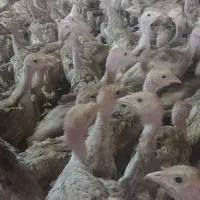 بوقلمون