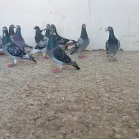 ۲۰ یا ۲۵ پلاکی می خام