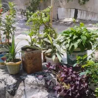 گل طبیعی