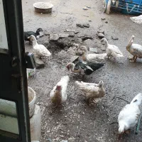 اردک اسراییلی مسکویی ماده