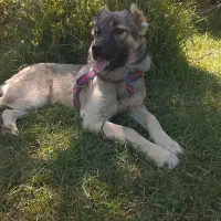 توله سگ سرابی