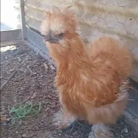 مرغ و خروس ابریشمی