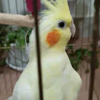 جفت عروس هلندی