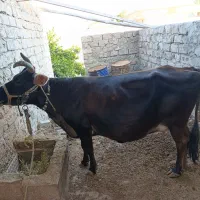 یک گاو شیری با گوساله به فروش می رسد
