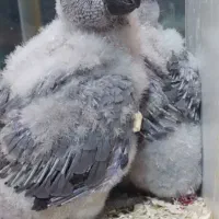 جوجه کاسکو دم قرمز دونه ای ۲۰ ملیون