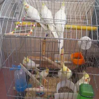 عروسی هلندی