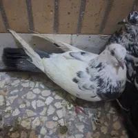 کفتر ۴ عدد