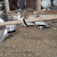 کبوتر