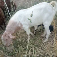 بز میش