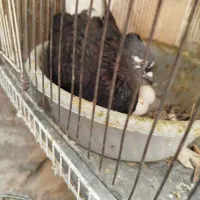 جفت کفتر
