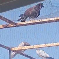 جوجه پرشی