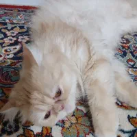 پرشین|گربه|قم, پردیسان|دیوار