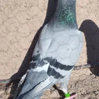 کبوتر پلاکی مسافتی چهارتا