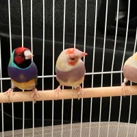 فنچ گلدین|پرنده|زرند, |دیوار