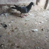 کبوتر|پرنده|قوچان, |دیوار