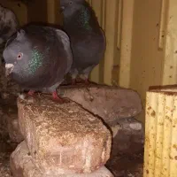 کبوتر