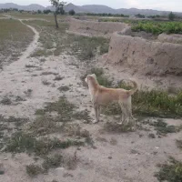 سگ ایلاتی
