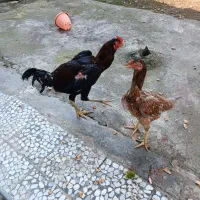 مرغ و خروس لاری