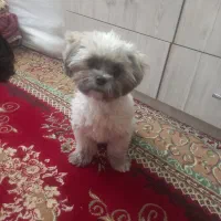 توله سه ماهه