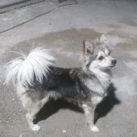 سگ .