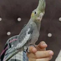 ۶ عدد عروس هلندی
