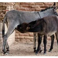 شیر خر ماده
