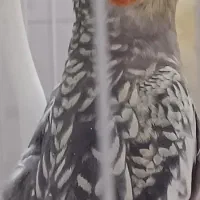 عروس هلندی مولد
