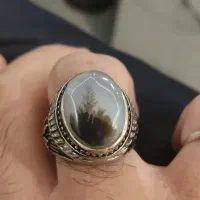 انگشتر شجر تک درخت کلکسیونی
