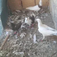 کبوتر