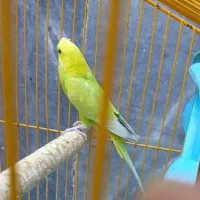 مرغ عشق کاکلی و فنچ