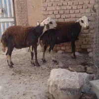 بره قوچ|حیوانات مزرعه|نهاوند, |دیوار