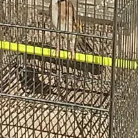 سهره نر ماده جفت