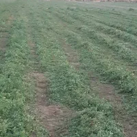 کاه نرم و بیده سبز خشک سال اول